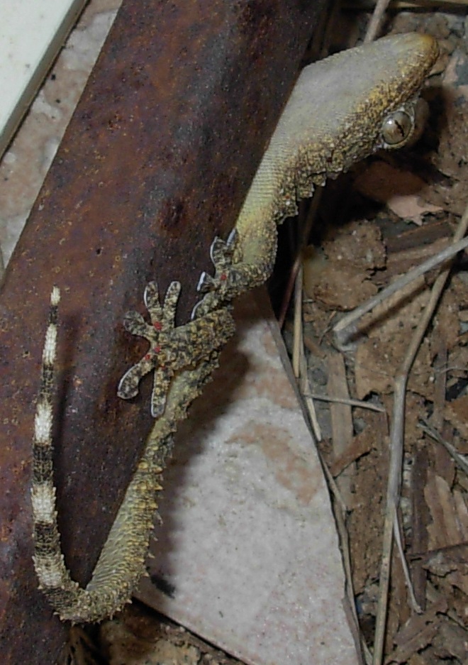 tarentula mauritanica o Phyllodactylus europaeus